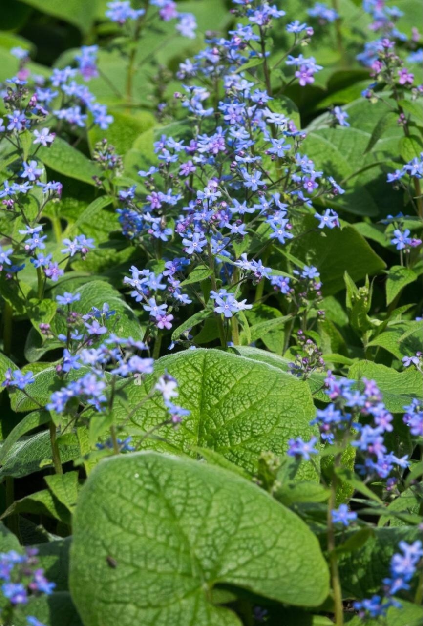 Брунера великолиста