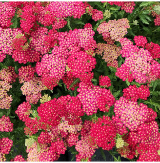 Тысячелистник гибридный 'Pretty Woman'