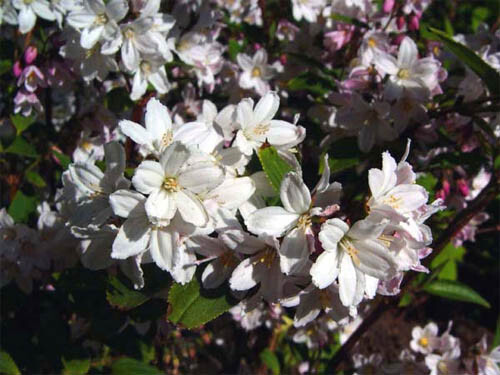 Дейция пурпурная 'Kalmiflora' - 1