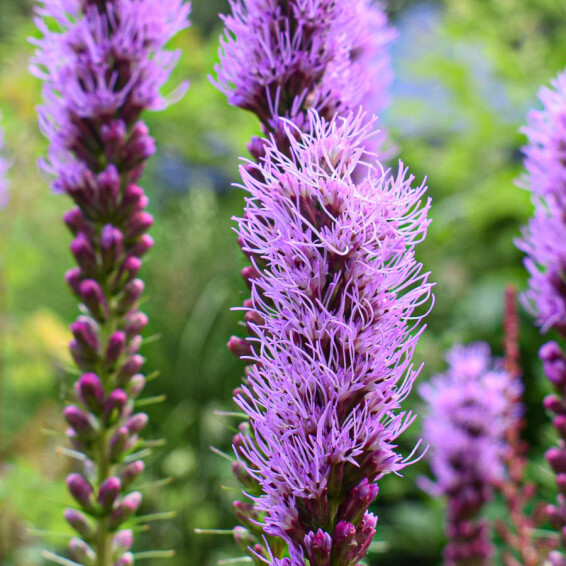 Ліатріс колосковий 'Floristan Violet' - 8