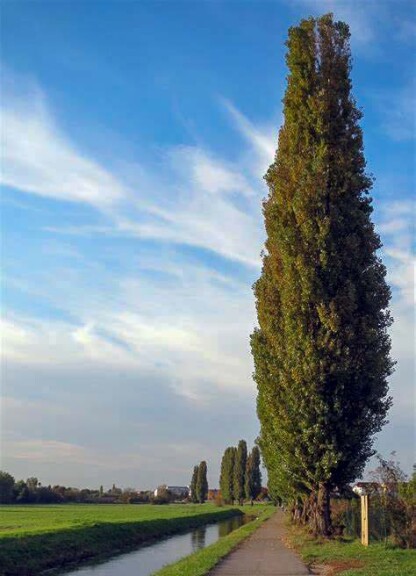 Тополь чёрный ‘Italica’ - 3