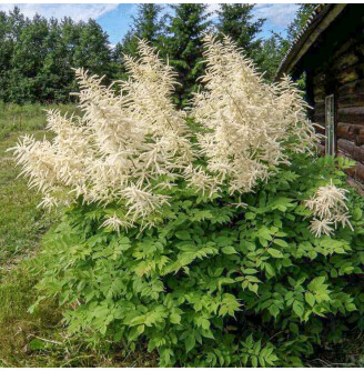 Волжанка китайская ‘Zweiweltenkind’