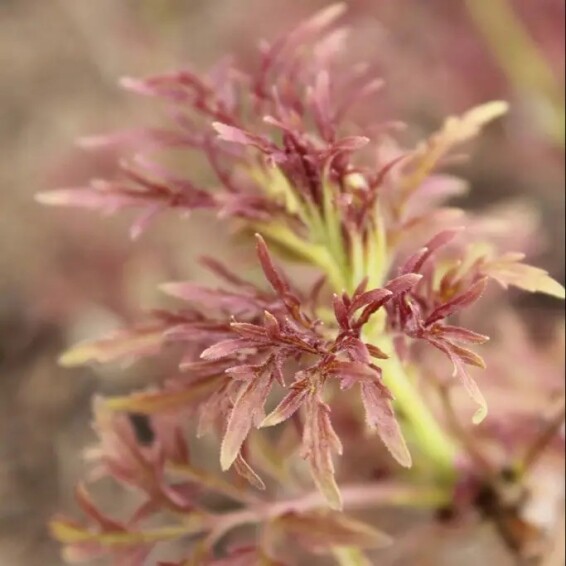 Бузина 'Lemony Lace' #1, С5 - - 7