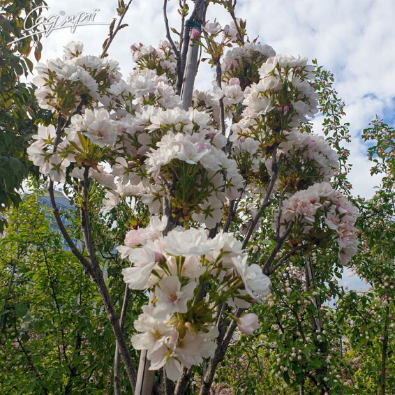 Сакура мелкопильчатая 'Shirotae' - 1