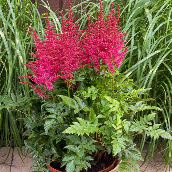Астільба гібридна ‘Younique Carmine®’ (PBR) - 2