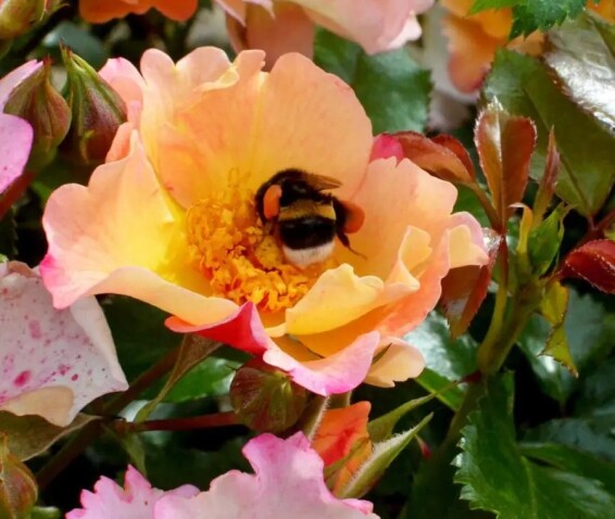 Троянда 'Bee Proud'®, С3 - - 3
