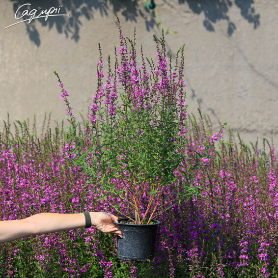 Дербенник прутовидный 'Dropmore Purple' - 3