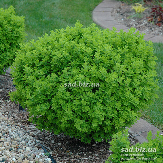 Карагана кустарникова 'Globosa' - 1