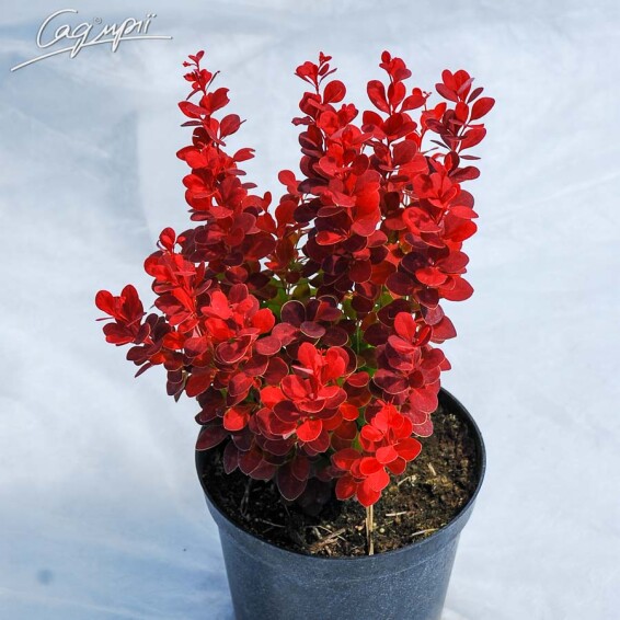 Барбарис Тунберга 'Atropurpurea' #1, p9 20-30 - 3