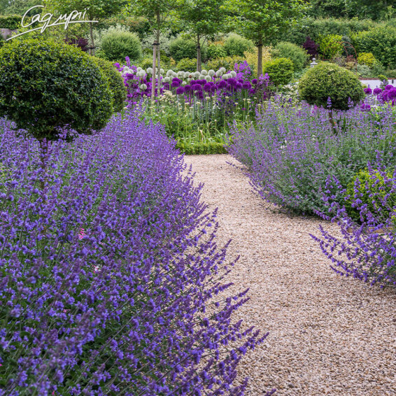 Котовник Фассена 'Hill Grounds' - 1