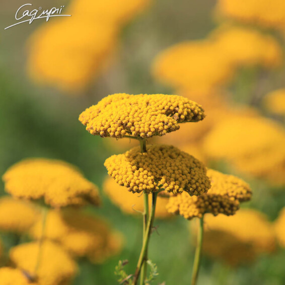 Тысячелистник таволговый 'Coronation Gold' - 1