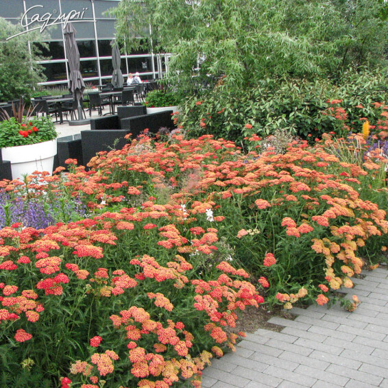 Тысячелистник гибридный 'Walter Funke', C2 - - 3