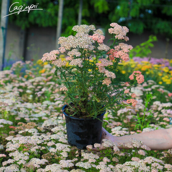 Тысячелистник гибридный 'Tutti Frutti Apricot Delight ®', C1.5 - - 1