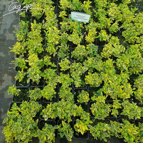 Бересклет форчуна 'Emerald Gold' - 6