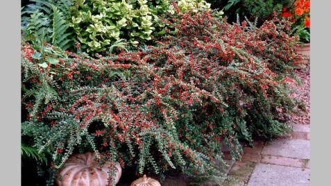 Коралове диво осіннього саду