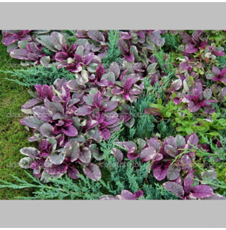 Живучка ползучая 'Burgundy Glow'