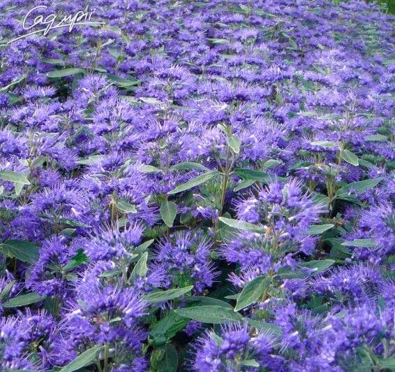 Кариоптерис 'Heavenly Blue' - 2