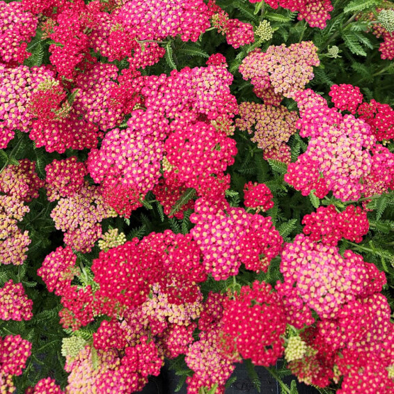 Тысячелистник гибридный 'Pretty Woman' - 1