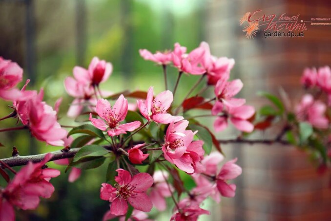 Яблоня декоративная 'Royalty'