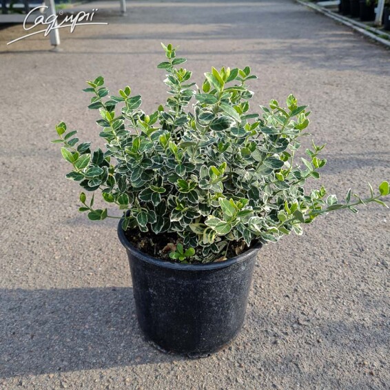 Бересклет Форчуна 'Emerald Gaiety' #3, p9 15-20 - 4