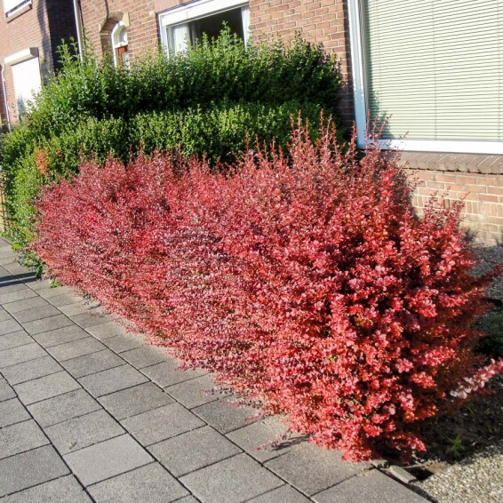 Барбарис Тунберга 'Atropurpurea' - 6