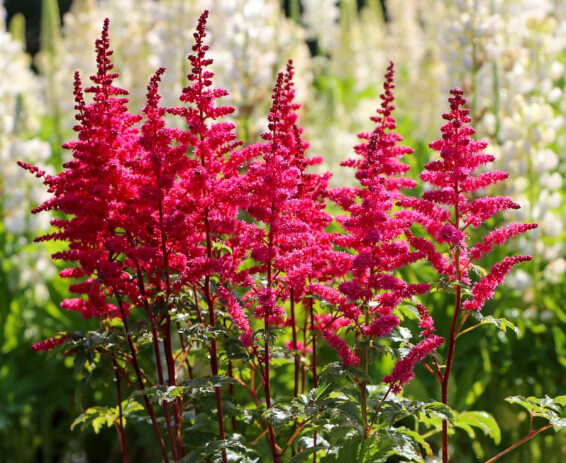 Астільба гібридна ‘Younique Carmine®’ (PBR) - 1