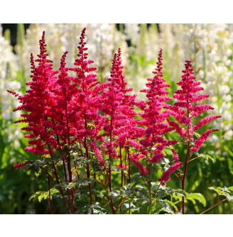 Астільба гібридна ‘Younique Carmine®’ (PBR)