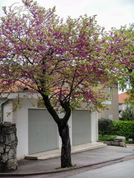 Церцис канадский #3, WRB - 200-250 - - 6