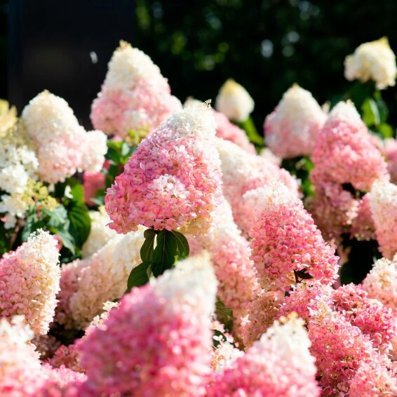 Гортензия метельчатая 'Strawberry Blossom' ® - 1