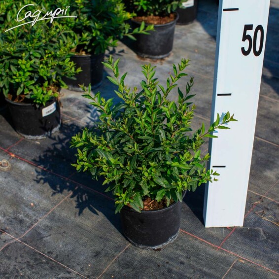 Бирючина звичайна 'Lodense' #2, C3 30-40 - 2