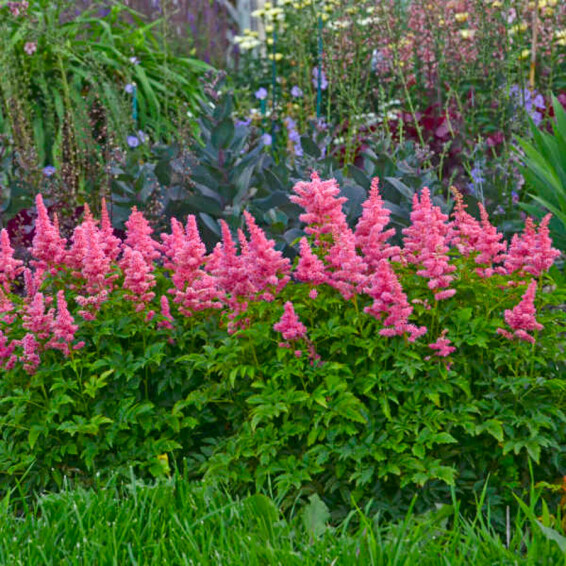 Астільба гібридна ‘Younique Carmine®’ (PBR) - 4