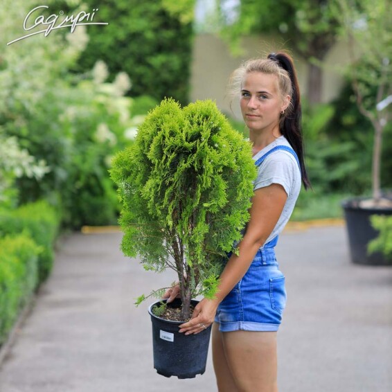 Туя західна 'Aurea Nana' - 2