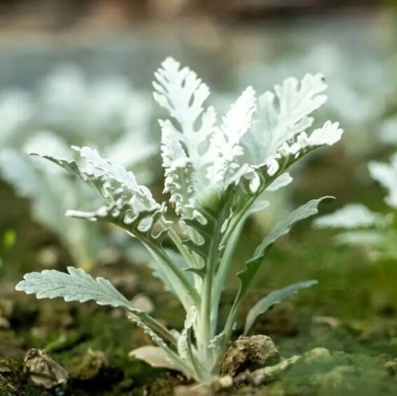 Цинерарія приморська - 7