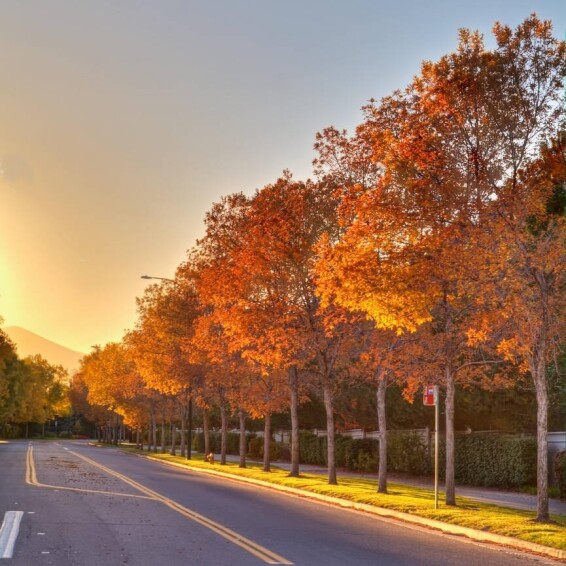 Клен Фримана 'Autumn Blaze' - 1