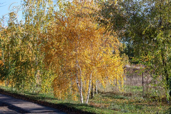 Береза плакучая #3, C3 - 150-175 - - 6