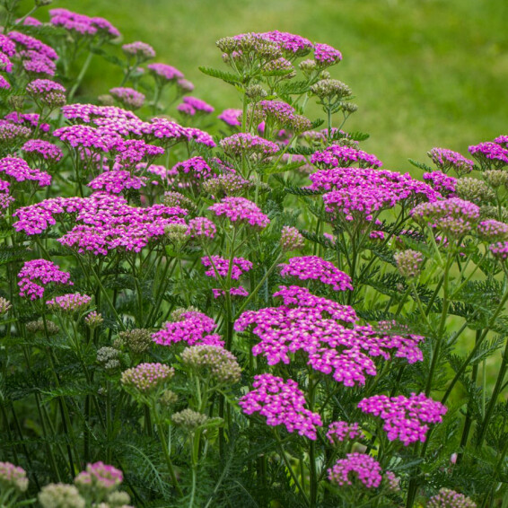 Деревій гібридний 'Pretty Belinda' - 3