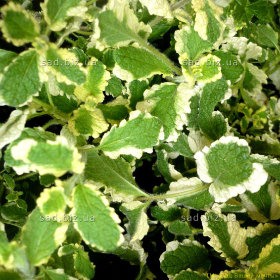 М'ята перцева 'Variegata' - 1