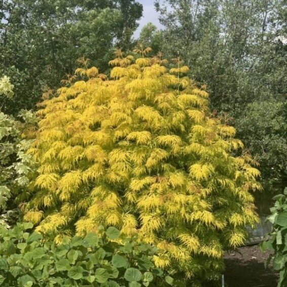 Бузина 'Lemony Lace' - 1