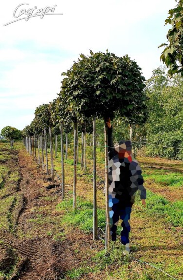 Клен платановидный 'Globosum' #1, С31.5 8--10 250-300 St. 200-225 - 1