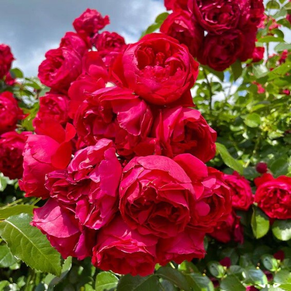 Троянда англійська паркова 'Red Eden' - 8