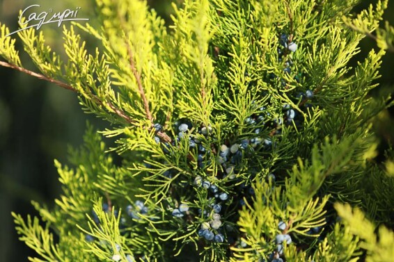 Ялівець середній 'Mint Julep' #1, C3 40-50 - 10