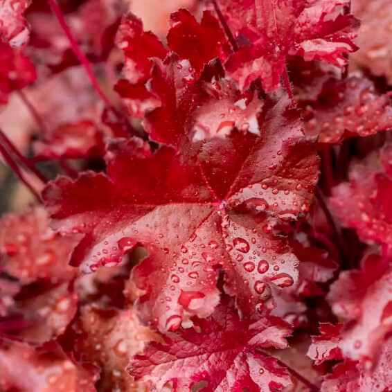 Гейхера 'Rex Fire® PBR' #1, ГК - - 1