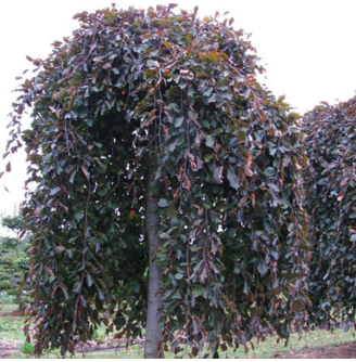 Бук лесной 'Purpurea Pendula'