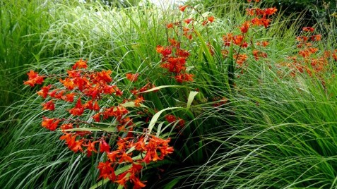 Крокосмія – ефектний багаторічник з яскравими квітами