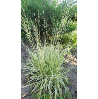 Молиния голубая Variegata