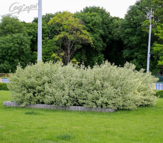 Свидина белая 'Sibirica Variegata' - 1