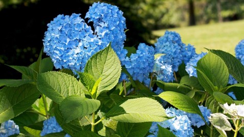 Гортензія - окраса Вашого сада