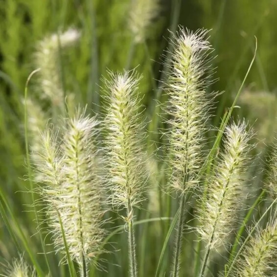 Перистощетинник лисохвостный 'Little Bunny' #1, С1.5 - - 2