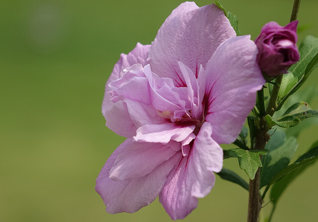 Гібіскус сирійський - ніжна чарівність Вашого саду