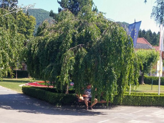 Вишня субхиртелла 'Pendula' - 4